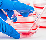 微生物細(xì)胞計(jì)數(shù)-圖像法