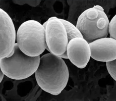 酵母細(xì)胞如何有效計(jì)數(shù)？