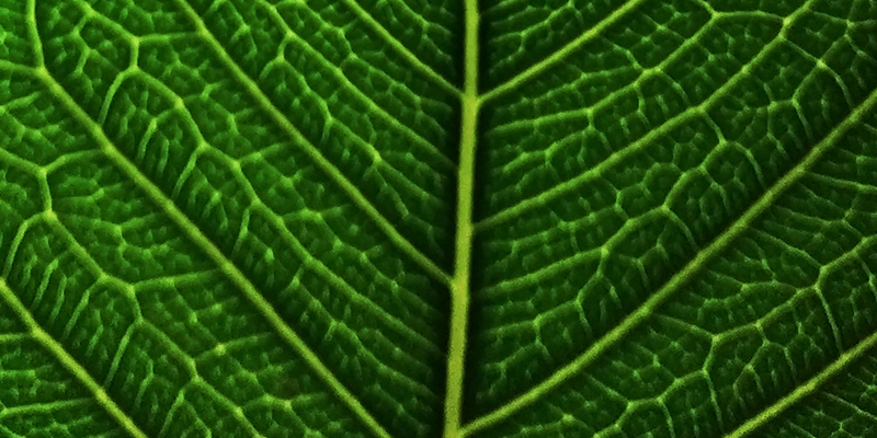 從繁瑣到高效，從偏差到精準(zhǔn)：植物細(xì)胞計數(shù)的迭代升級，為您的研究與生產(chǎn)加速